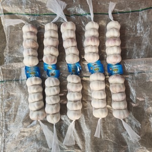 <span class=keywords><strong>2025</strong></span> cây trồng mới chất lượng cao tốt nhất bán tỏi tươi kích thước lớn Sản phẩm chất lượng cao từ Trung Quốc - Product Image 3