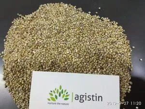 Millet vert de qualité supérieure Agistin, qualité premium, alimentation humaine, grain entier, naturel, sec - Product Image 5
