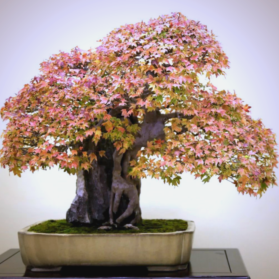Acer Palmatum Bonsai Премиум миниатюрное дерево в японском стиле для домашнего сада или офиса, товары для сельского хозяйства