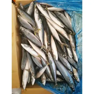 HIgh quality frozen Pacifated mackerel Scomber Japonicus 200-400g sea frozen pacific mackerel