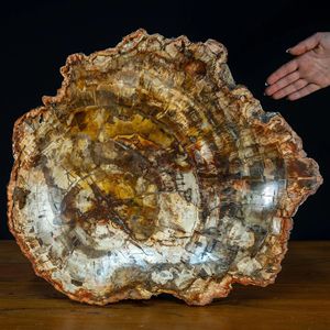 Nouvelle Tendance : Sous-verres en bois pétrifié de taille irrégulière, pierres naturelles et cristaux pour l'artisanat en cristal - Product Image 1