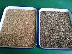 Selezionatrice Ottica a 3 Canali RGB per Riso, Chicchi di Caffè, Granaglie, Lenticchie e Semi con Telecamera CCD - Product Image 4