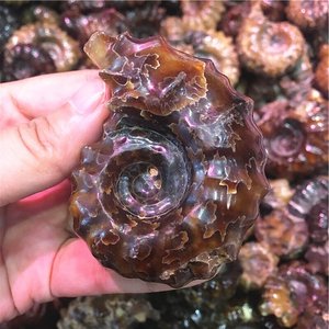 Cuerno de cabra natural Caracol Amonita Fósiles Concha Caracol Fósil Ocean Reliquiae Animal Seashell para la venta - Product Image 5