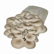 Nutritional Mushrooms