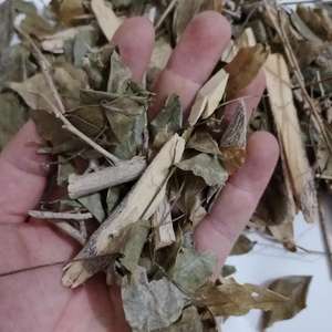 Jiu Li Xiang Kamuning Cortes secos naturales de alta calidad Hoja Et Cacumen <span class=keywords><strong>Murraya</strong></span> Dry <span class=keywords><strong>Murraya</strong></span> <span class=keywords><strong>Paniculata</strong></span> Ramita Hojas - Product Image 5