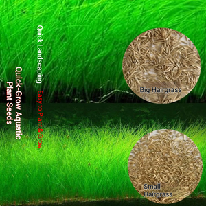 Vente en gros de graines de plantes aquatiques à haut taux de germination et à faible entretien pour aquariums multifonctionnels - Product Image 4