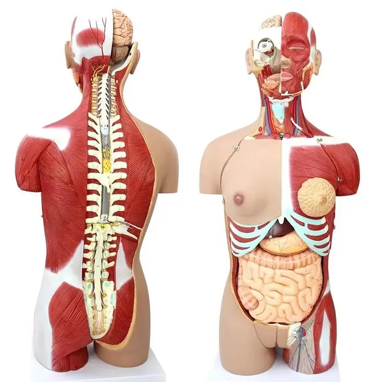 Model Torso manusia Model hidup ukuran tubuh manusia yang dapat dilepas organ