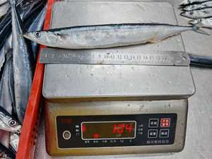 أسماك يابانية للبيع ، سمك الصوري البحري المجمد في المحيط الهادئ #3 - Product Image 3