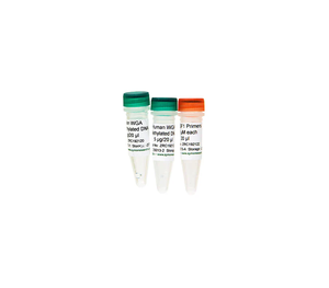 Normes <span class=keywords><strong>ADN</strong></span> WGA humain (méthylié/non méthylié) comme contrôles positifs et négatifs dans les flux de travail NGS - Product Image 1