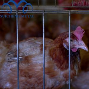 <span class=keywords><strong>2025</strong></span> התאמה אישית חדשה מכירות עופות החווה אוטומטית טבל חם לטבול שכבה גלווני עם איכות גבוהה הסיטונאי - Product Image 2