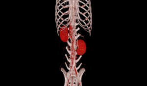 Scanner CT Spectral EUR VET, Technologie d'imagerie des pierres précieuses, Équipement de radiologie médicale et de tomodensitométrie pour accessoires d'équipements de radiographie - Product Image 6