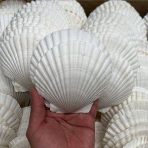 도매 대형 가리비 조개 껍데기, 해양풍 벽 장식 그림 공예 장식품용 천연 및 광택 소라 - Product Image 6
