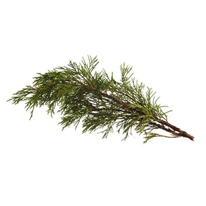Vendita a basso prezzo per uso alimentare 100% biologico per la salute idrosolubile Dodder seme p. E estratto in polvere - Product Image 2