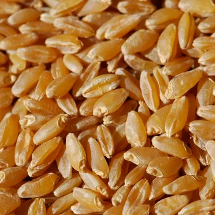 Натуральные сухие зерна пшеницы