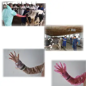 สัตวแพทย์ทิ้งถุงมือโปร่งใสสำหรับอุปกรณ์ผสมเทียมสำหรับวัว