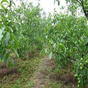 วอลนัทเปลือกเปลือยคุณภาพเยี่ยมจากยูนนาน บรรจุสุญญากาศ 10 กก. - Product Image 3