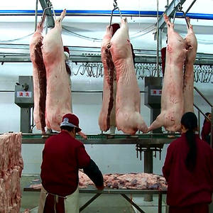 เครื่องฆ่าเนื้อหมูอุปกรณ์สำหรับโรงฆ่าสัตว์ดีไซน์ทันสมัย - Product Image 6