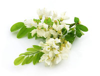 Extrait de Sophora Japonica naturel d'usine chinoise, matière première CAS 7085-55-4 99% Trihydroxyethylrutine Troxerutine en poudre en vrac