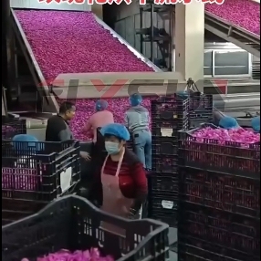 Usine personnalisée chrysanthème maille ceinture sèche Machine chrysanthème déshydratation fleurs maille convoyeur à bande - Product Image 3