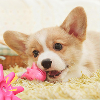 Jouet à mâcher pour chien en TPR, vente en gros d'usine, jouet couineur à alimentation lente, pour le nettoyage des dents et l'entraînement