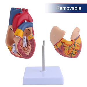 Modelo Anatómico Cardíaco Humano de PVC de Tamaño Real, con 34 Marcas, para Enseñanza Médica, con Certificación CE/ISO - Product Image 4