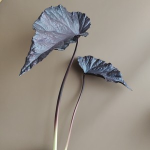 Hojas <span class=keywords><strong>de</strong></span> <span class=keywords><strong>Colocasia</strong></span> Teñidas y Texturizadas al por Mayor, en Naranja y Negro, para Decoración <span class=keywords><strong>de</strong></span> Habitaciones con Estilo Minimalista en Jarrones - Product Image 1