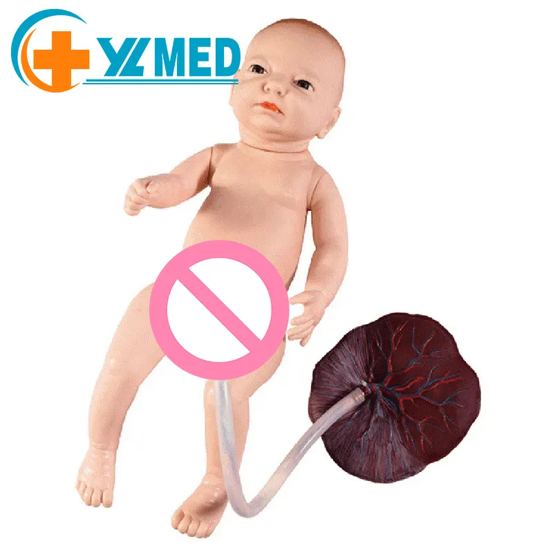 Modelo de práctica de lactancia neonatal de ciencia médica y modelo de anatomía de tejido de placenta humana