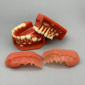 3-6 años de edad, dientes permanentes deciduos, modelo alternativo, desarrollo dental, modelo anatómico médico - Product Image 3