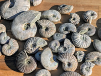 Vente en gros d'ammonites fossiles naturelles aux couleurs arc-en-ciel, spécimens de coquillages pr'historiques pour la décoration de la maison et la guérison Reiki