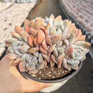 Nouvelle plante succulente Orange Monroe multi-têtes Cristata pour la décoration de la maison, du bureau, de la salle de bain et des petits espaces, <span class=keywords><strong>Lithops</strong></span> - Product Image 1