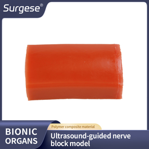 Ultrason Rehberliğinde Sinir Bloğu Eğitim Manevrası IG006-S1 3 Sinir Yapısı Bölgesel Anestezi Pratiği Biyonik Sinir Bloğu Modeli - Product Image 6