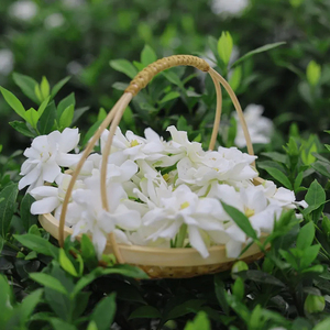 Hidrosol <span class=keywords><strong>de</strong></span> Gardenia Ecológico, Puro, Natural, Destilado al Vapor, Suave, <span class=keywords><strong>a</strong></span> Granel, para Aromaterapia, Tónico Floral - Product Image 4