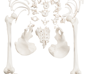 Esqueleto desarticulado <span class=keywords><strong>humano</strong></span> de CBM-001G, modelo de cuerpo completo, esqueleto médico anómico - Product Image 4