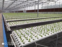 Système hydroponique NFT Huike HK-NFT de grande taille pour l'agriculture avec couverture en PVC de qualité alimentaire et canal de serre hydroponique