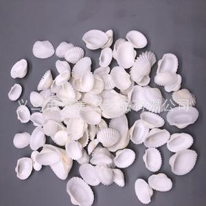 Beimei conchas perforadas, caracolas, almejas de nieve, peludas, coco, Blanco pequeño, de viento carillones Diy hechos a mano, foto - Product Image 3