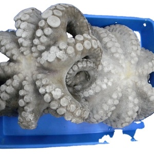 Crudo congelado pulpo Cyaneus flor - Product Image 1