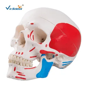 人間の筋肉の頭蓋骨3パーツ脳の頭蓋骨モデル人間の頭蓋骨