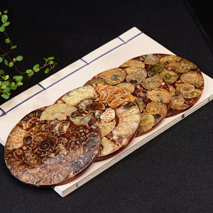 หินแอมโมไนต์ธรรมชาติขายดี ของตกแต่งรูปหอย ตัวอย่างแร่โบราณวิทยา คริสตัลสำหรับงานฝีมือ ของเล่นวิทยาศาสตร์สำหรับเด็ก - Product Image 4