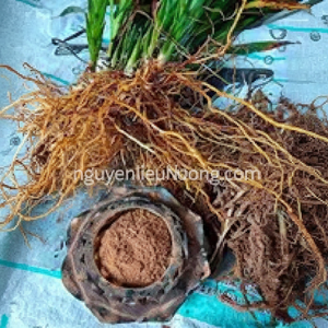 Parfum boisé doux séché naturel finement moulu couleur gris foncé Cyperus racine vétiver liant poudre d'encens à prix bon marché - Product Image 1