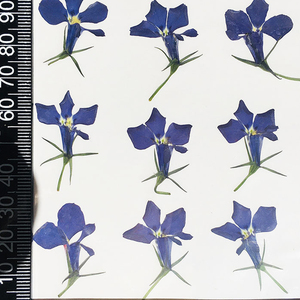 Nature Bleu Violet <span class=keywords><strong>Lobelia</strong></span> DIY Fleurs Pressées pour la Fabrication de Bougies Bijoux en Résine - Product Image 6