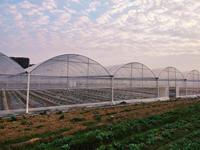 Serre de culture hydroponique en verre à travée multiple avec système de refroidissement pour la plantation