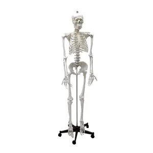 170cm/180cm Human Plastic Skeleton Anatomical Model Advanced Detachable Bone Model