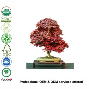 Kit de Cultivo de Bonsái de Cedro Japonés, Apto para <span class=keywords><strong>Principiantes</strong></span> y Entusiastas del Bonsái, También Puede Usarse para Plantar en el Jardín - Product Image 2