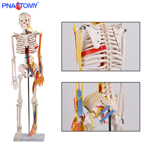 Пластиковая модель скелета человека 85 см с нервами, кровеносные сосуды, сердце, мозг, гибкие руки и ноги для анатомии скелетной системы - Product Image 3