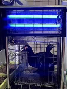 Al aire libre con energía solar ahorro de energía LED UV Insect Killer lámpara 365nm 395nm jardín eliminador de insectos voladores Bug Zappers Mosquitos - Product Image 5