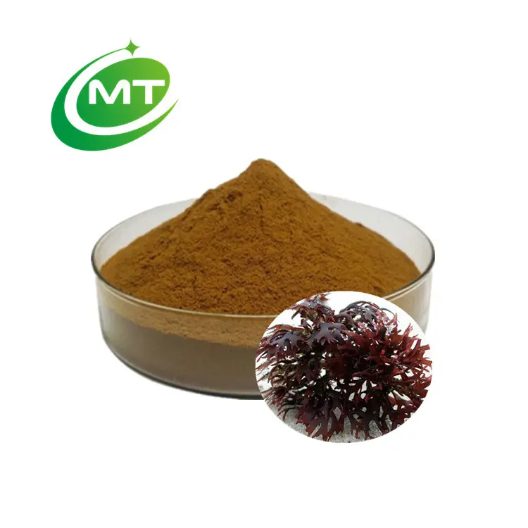 Chondrus Crispus Bột Chiết Xuất Rêu Ailen Hữu Cơ Tự Nhiên Nguyên Chất 100% Mẫu Miễn Phí Thực Phẩm Chất Lượng Cao 10:1 Tan Trong Nước Số Lượng Lớn