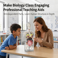 Modelo Anatómico de Embarazo 4D, Kit Transparente de la Estructura del Cuerpo Humano, Modelo de Ciencia para Armar, Juguete Educativo para Niños