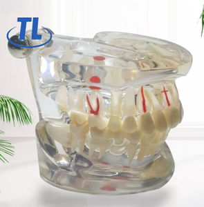 Modelo Dental de Dientes, Modelo de Dientes Transparente y Estándar para Enseñanza de Odontología, Demostración de Anatomía Oral - Product Image 1