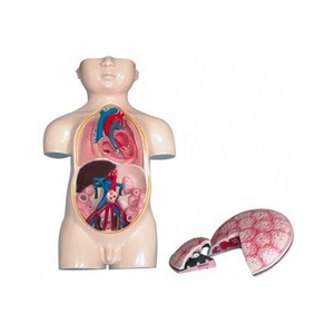 TUẦN HOÀN MÁU thai nhi và nhau thai zm5029 cao 50cm - Product Image 1