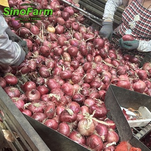 Exportation d'oignons rouges frais de haute qualité, d'oignons jaunes, d'oignons bruns, d'oignons blancs, d'oignons doux, <span class=keywords><strong>prix</strong></span> de gros - Product Image 5